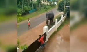 সবাই খারাপ না, দেখুন এই পরিবার কি সুন্দর খাওয়াচ্ছে হাতিকে