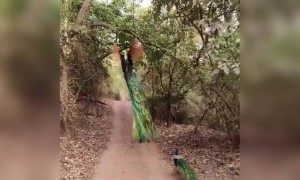 ময়ূরের ভিডিও ।