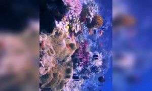 সমুদ্র তলের দৃশ্য দেখলে  আপনিও অবাক হবেন ,সত্যিই অপরূপ ।