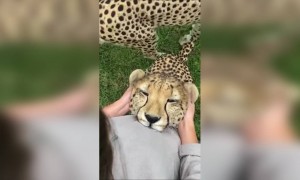 বাঘের ভিডিও