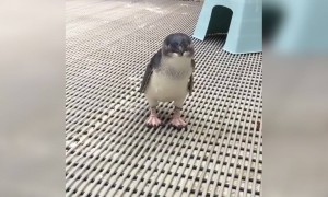 পাখির ভিডিও দেখুন ।