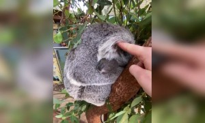 ভালোলাগা একটি পাখির ভিডিও ।