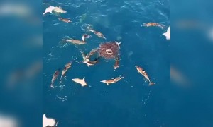 সমুদ্রের  ভিডিও