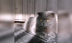 কিউট বিড়াল