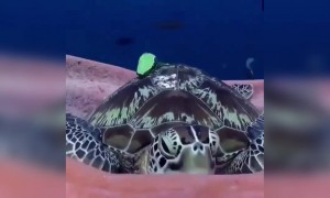 কচ্ছপের ঘুম পেয়েছে !দেখুন ভিডিওটি ।