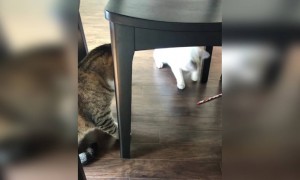 দুই বিড়ালের ভিডিও ।