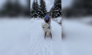 কিউট কুকুরের ভিডিও ।