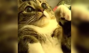 বিড়ালের ভিডিও ।