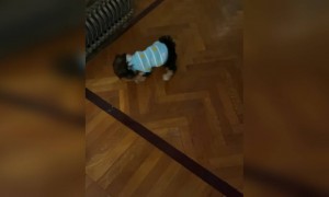 কুকুরের মজার ভিডিও দেখুন ও এনজয় করুন ।