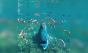 দেখুন মাছের সাঁতার কাটার এর মনোরম দৃশ্য ।