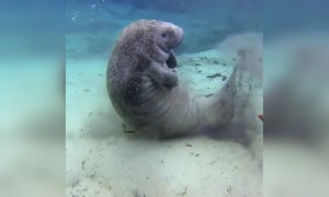 ওয়াও ! এক অদ্ভুত সামুদ্রিক প্রাণীর ভিডিও দেখুন ।