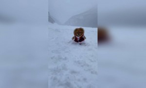 ছোট্ট একটি কুকুরের ভিডিও ।