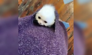 উফফ কি কিউট