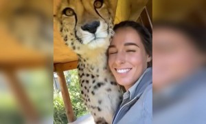 পোষ্য বাঘ ।