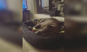 ঘুমন্ত কুকুর ।