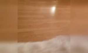 টিয়া পাখির ভিডিও ।