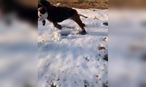 কুকুরের ভিডিও