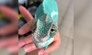 এই প্রজাতির সাপটাকে হয়তো আগে কখনো দেখেননি ।