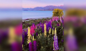 রং -বরং ফুলের ভিডিও ।