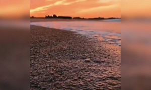 গোধূলী বেলা  ...........