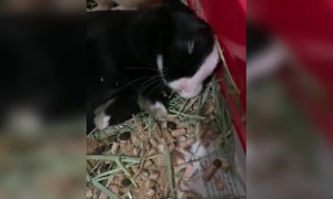 পোষ্যের ভিডিও