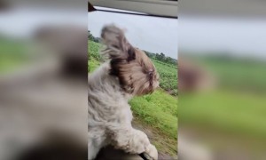 কুকুরের ভিডিও ।