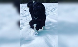 কুকুরের ভিডিও দেখুন ।