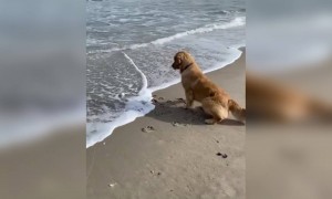 সমুদ্রতটে বসে সমুদ্রের সৌন্দর্য্যে উপভোগ করতে  বাস্ত এক কুকুরের ভিডিও ।