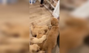 কুকুরের ভিডিও ।