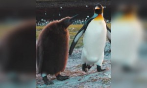 পেঙ্গুইনের ভিডিও ।