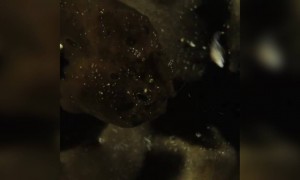 সামুদ্রিক প্রাণী ।