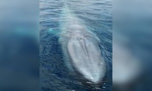 বিশালাকার সামুদ্রিক প্রাণী ।