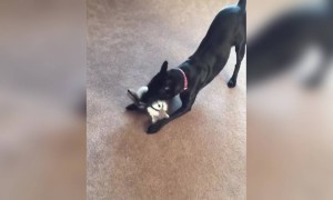 কুকুরটির কান্ড দেখুন ।