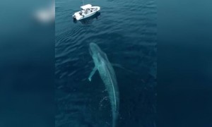 দেখুন কি বিশাল  আকার মাছটি