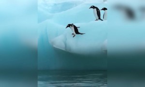 পেঙ্গুইন