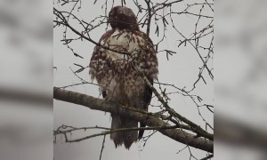 পাখির ভিডিও ।