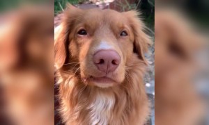 প্রভুপ্রেমী কুকুর এর ভিডিও