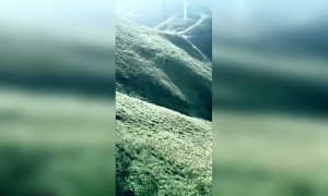 সাহস একেই বলে ।