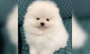 অসম্ভব কিউট এই কুকুরটিকে দেখুন ভিডিওতে ।