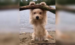 খুবই  কিউট কুকুরটি ,দেখুন ভিডিওটি ।