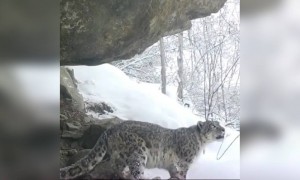 বাঘের গর্জন ।