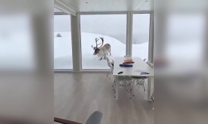 একটি দুর্লভ দৃশ্যকে বন্দি করা হয়েছে এই ভিডিওটিতে ।