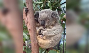 একটি কিউট এনিম্যাল এর ভিডিও ।