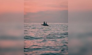 সমুদ্রের ভিডিও ।