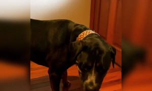 কুকুরের ভিডিও ।