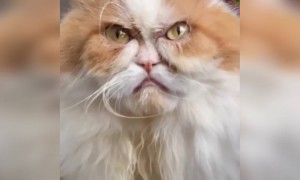 একটি রাগী বিড়াল