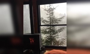 তুষার পাতের ভিডিও ।