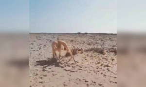 কাঁকড়ার ভিডিও ।