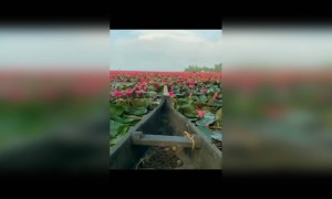 দেখুন ভিডিওটি আর হারিয়ে যান প্রকৃতির মুগ্ধ রূপে ।