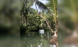 কান্ড দেখুন ।